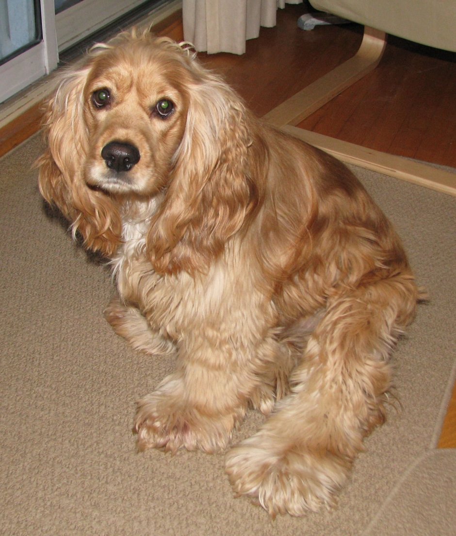 Американский кокер спаниель кофе с молоком