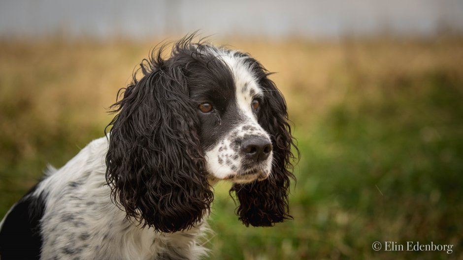 Американский кокер спаниель лежит