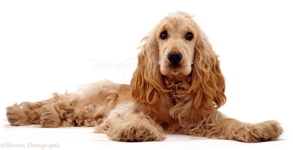 Английский Чарльз кокер спаниель