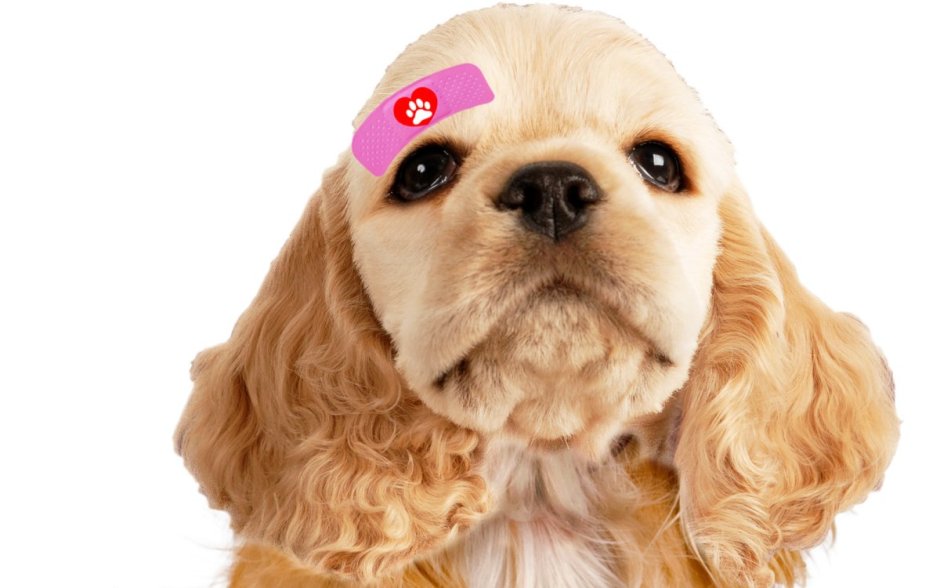 Чмокер спаниель собака