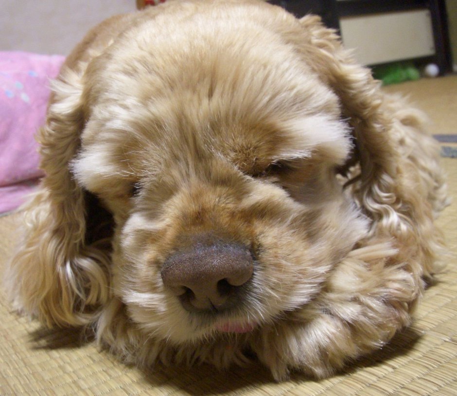 Кокер спаниель Винни