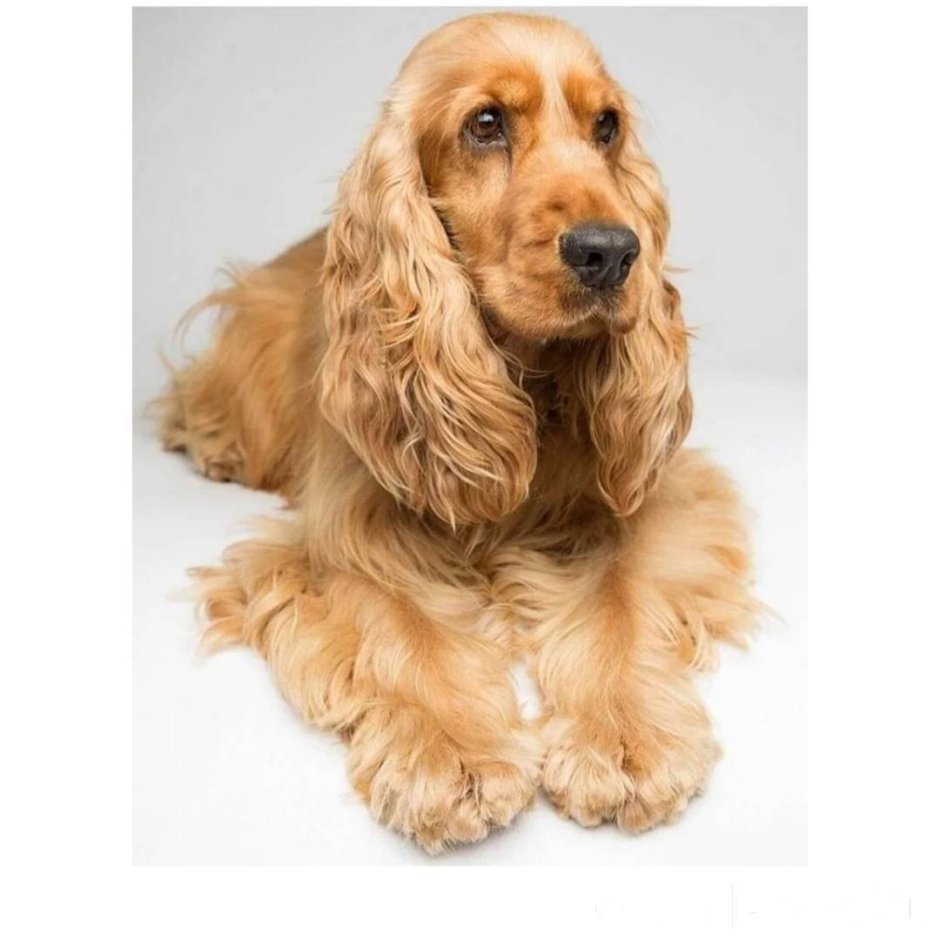 Спаниель Филдс золотой