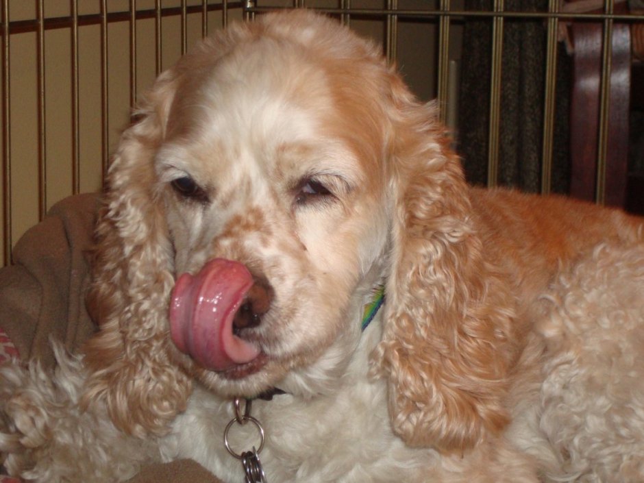 Американский кокер спаниель нестриженный