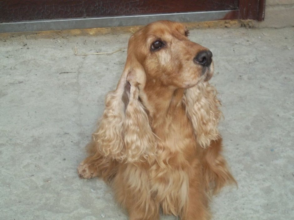 Американский кокер спаниель в стойке