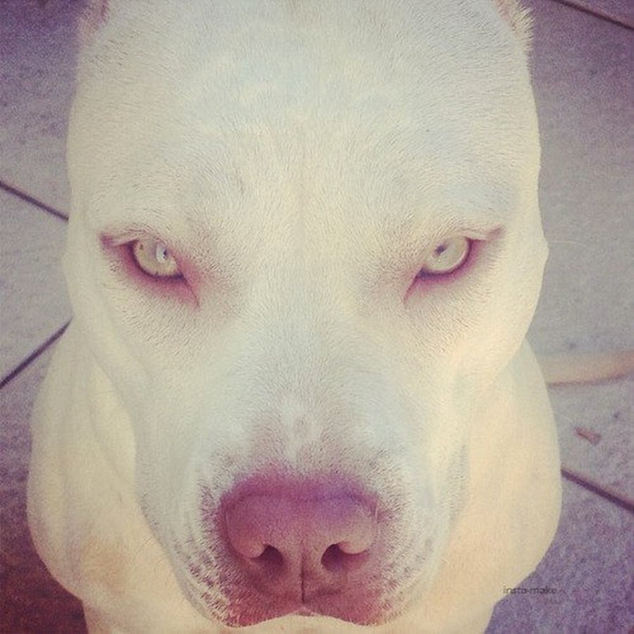 Ротвейлер несет дерево