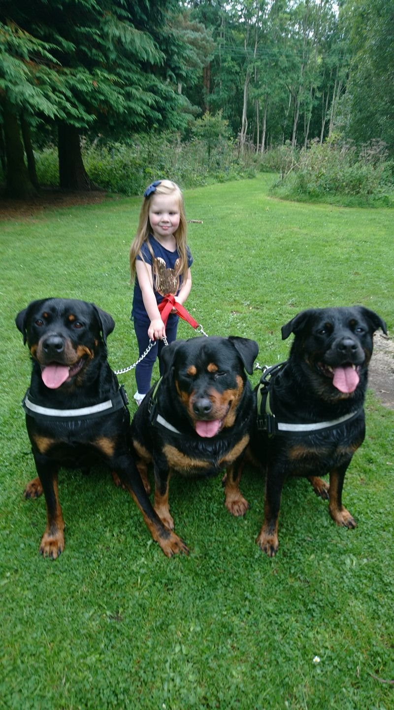 Некупированный ротвейлер