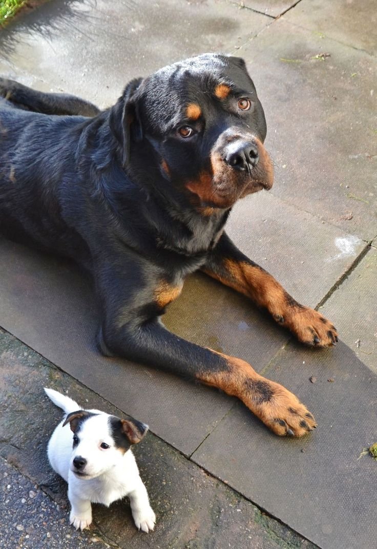 Ротвейлер альбинос