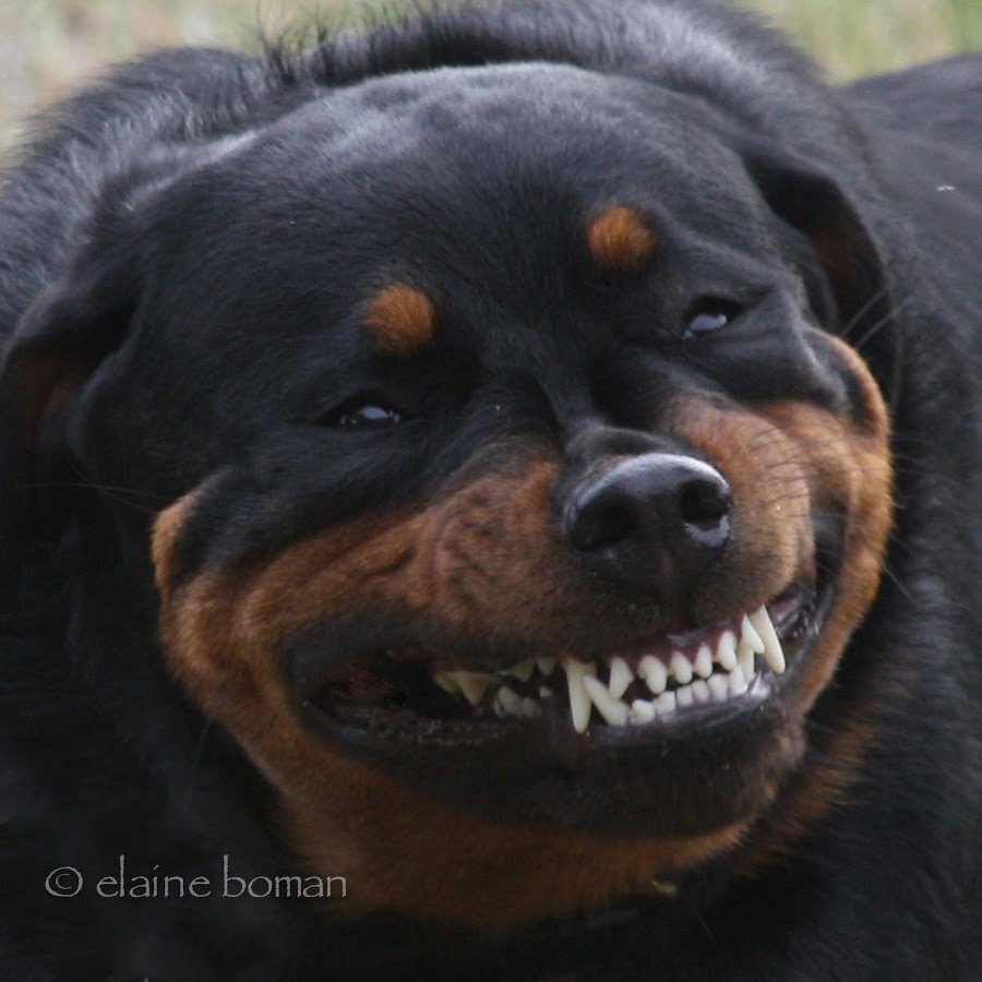 Золотой ротвейлер