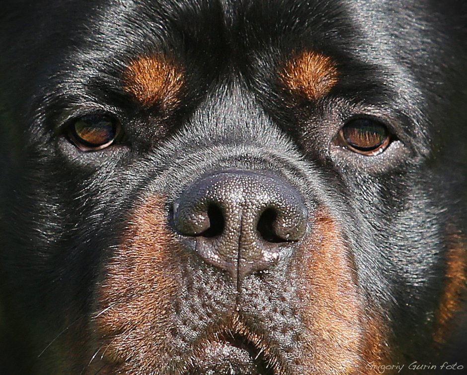 Ротвейлеры Роттмарш