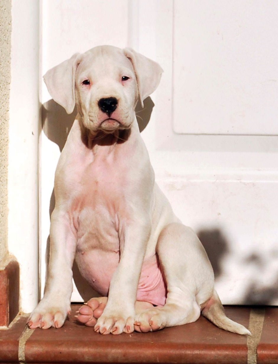 Dogo argentino Puppy