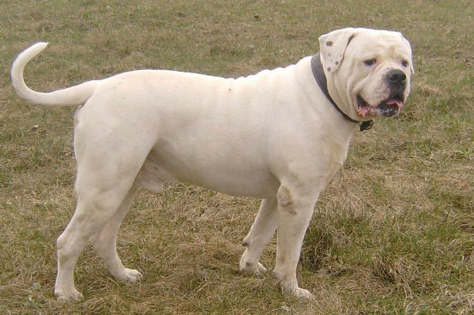 Ротвейлер с витилиго