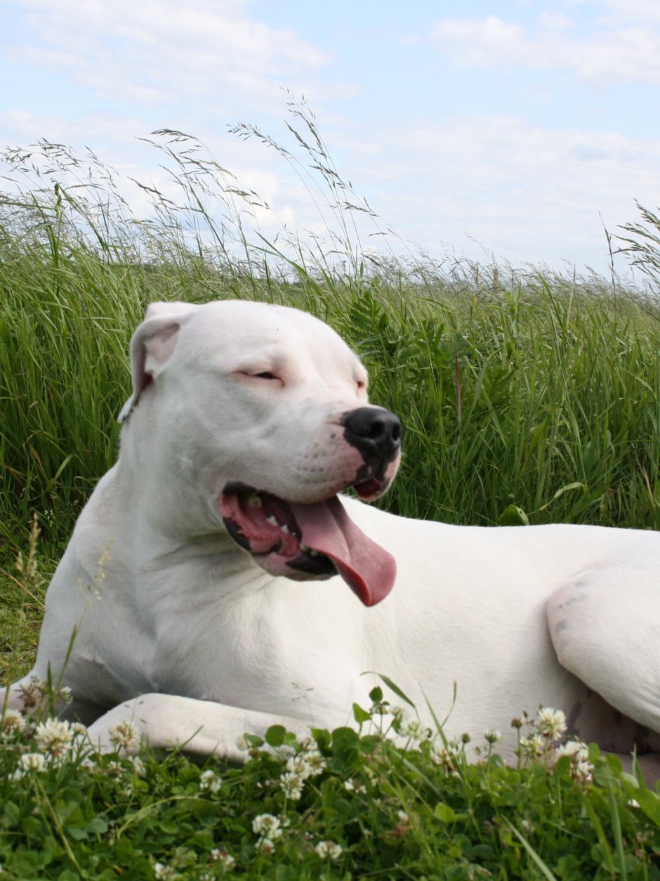 Ротвейлер альбинос