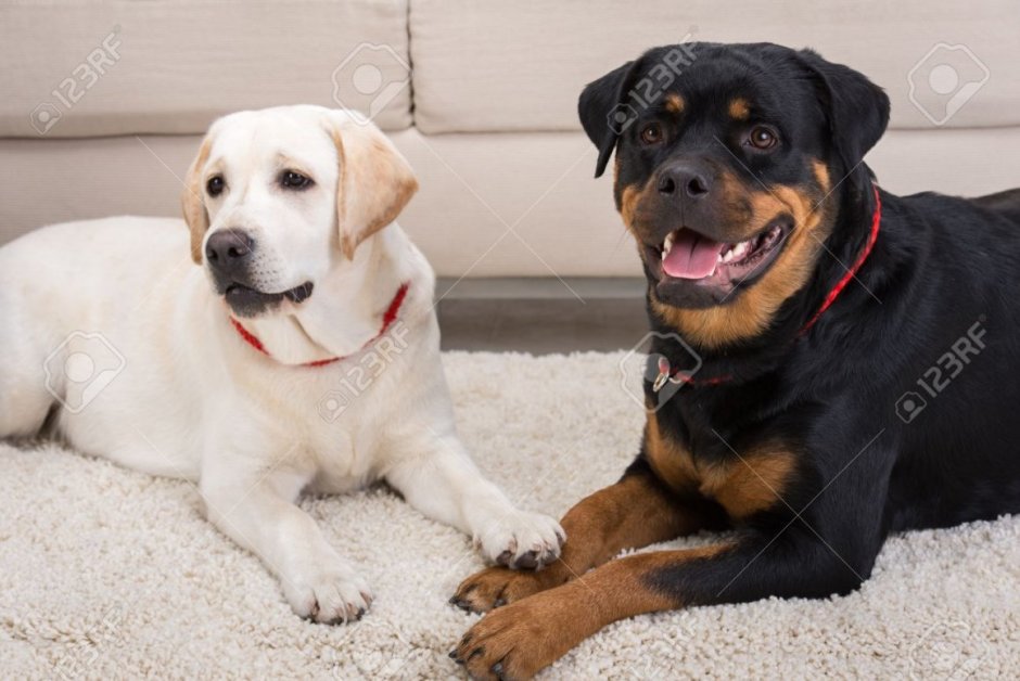 Стаффордширский терьер альбинос