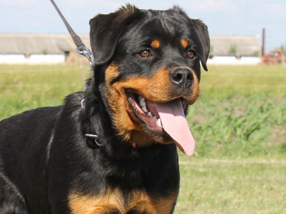 Ротвейлер черный элита