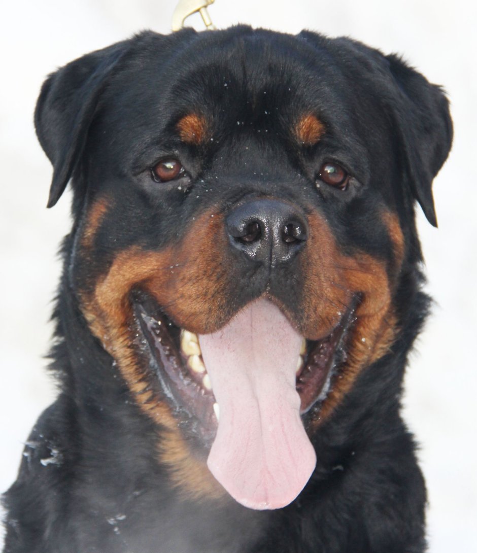 Алано Эспаньол альбинос