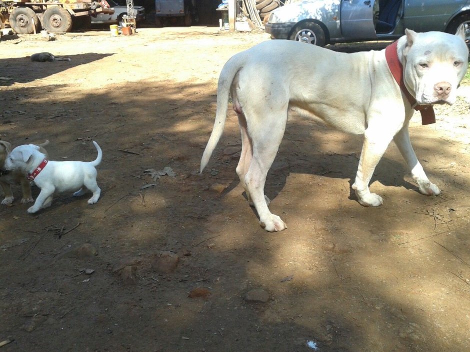 Ротвейлер белый