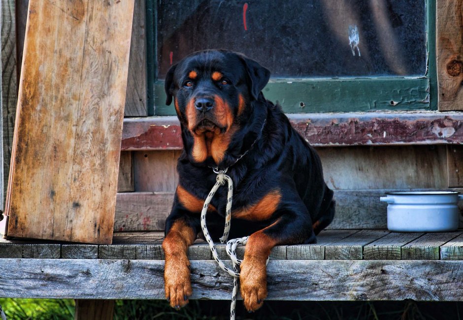 Ротвейлер шоколадный