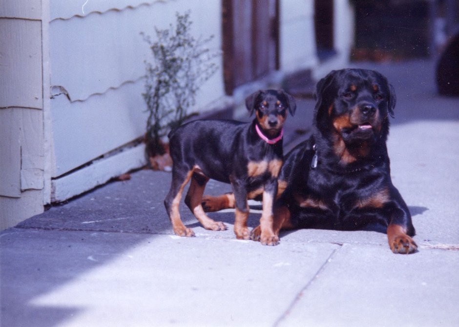 Ротвейлер Беби фейс