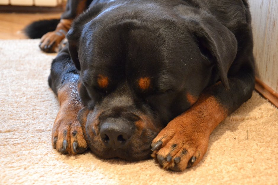 Белый ротвейлер альбинос