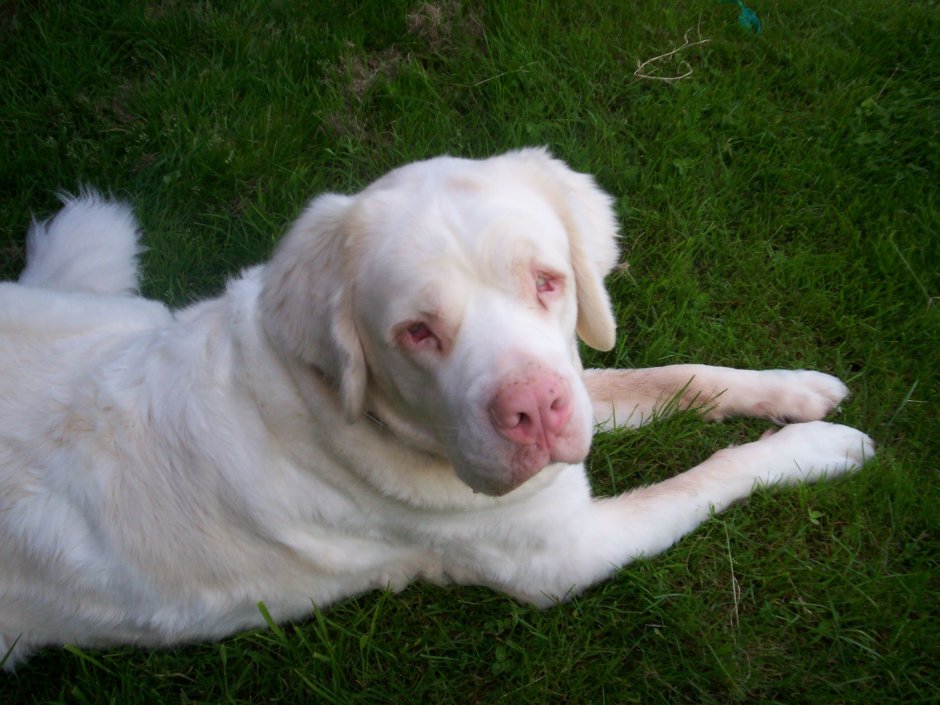 Ротвейлер обои