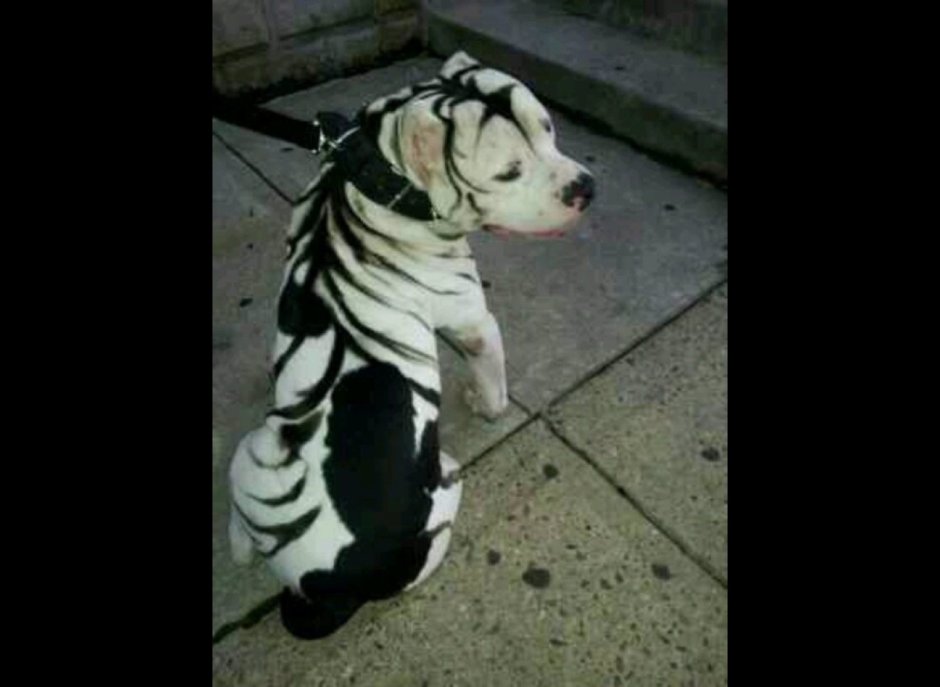 Аргентинский дог, мастиф