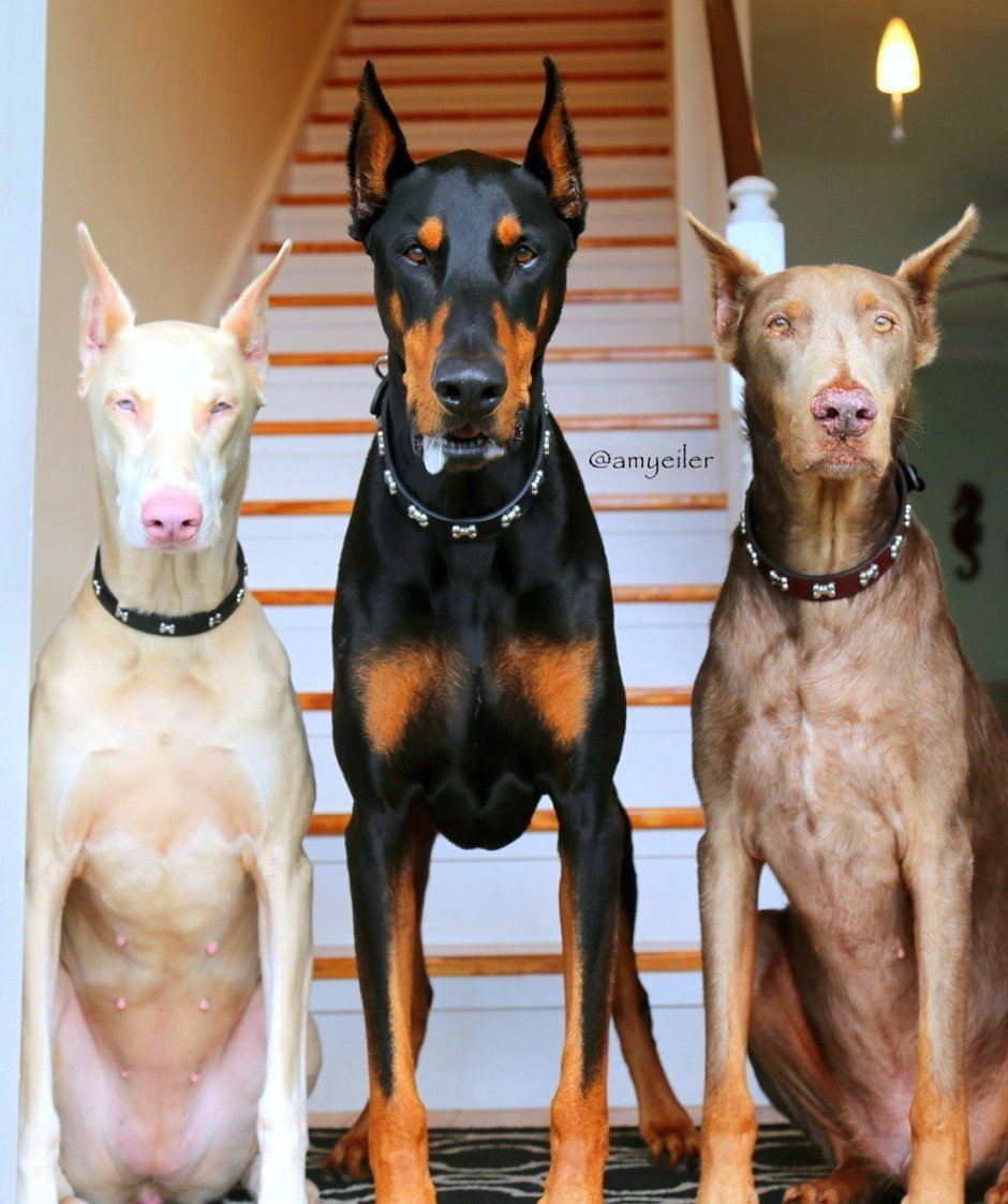 Ротвейлер угрожающий