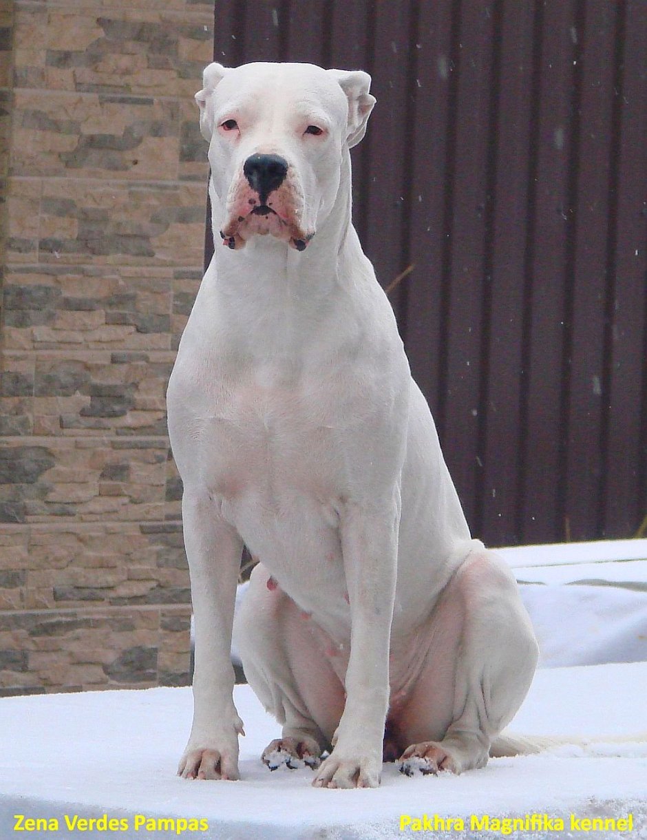 Ротвейлер альбинос