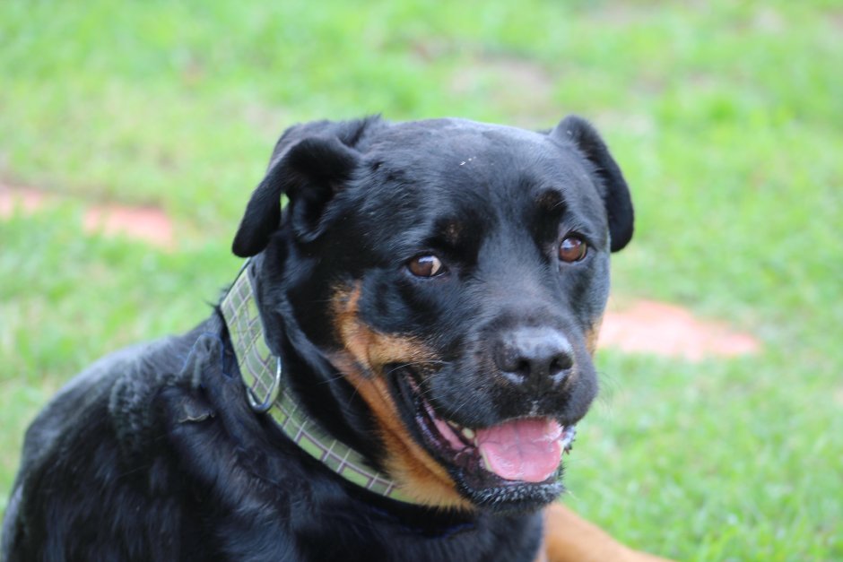 Щенок ротвейлера 4 месяца