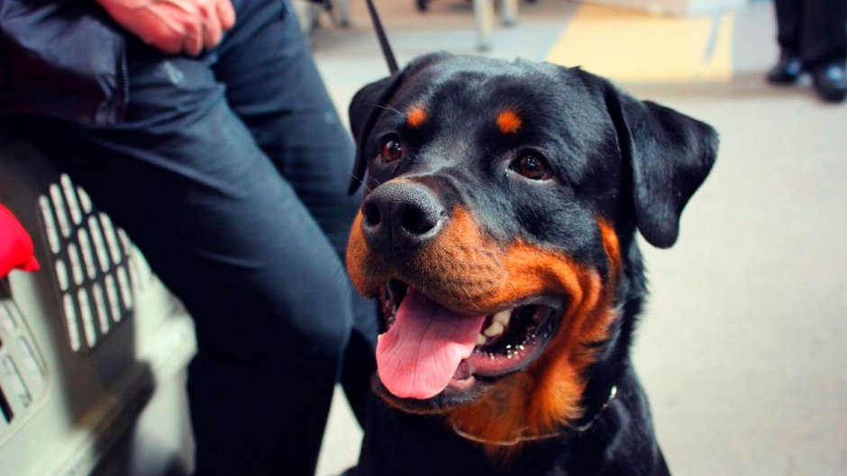 Собака ротвейлер