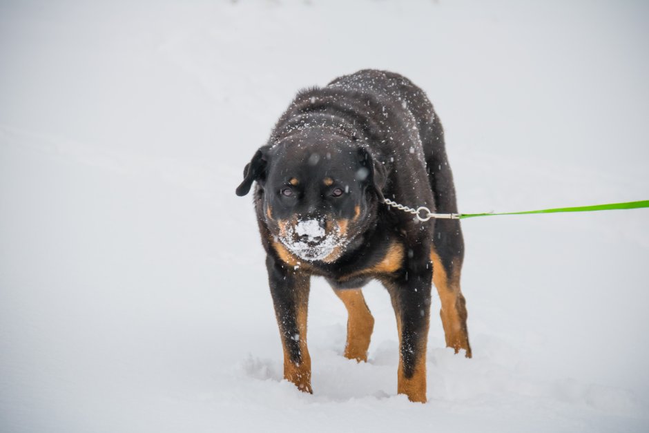 Раскаченный ротвейлер