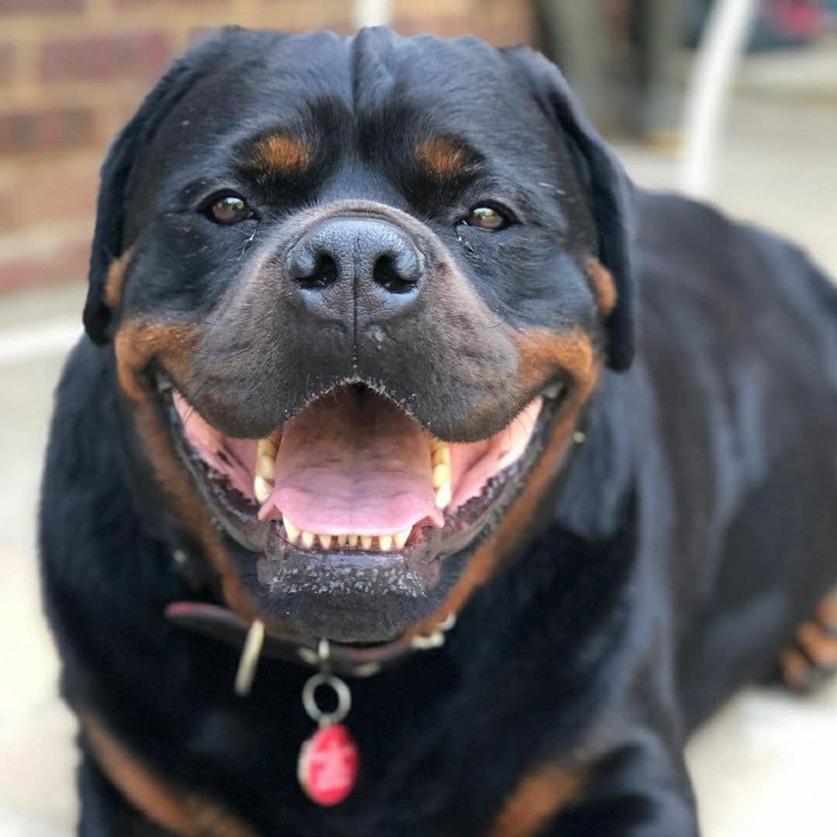 Тигровый ротвейлер