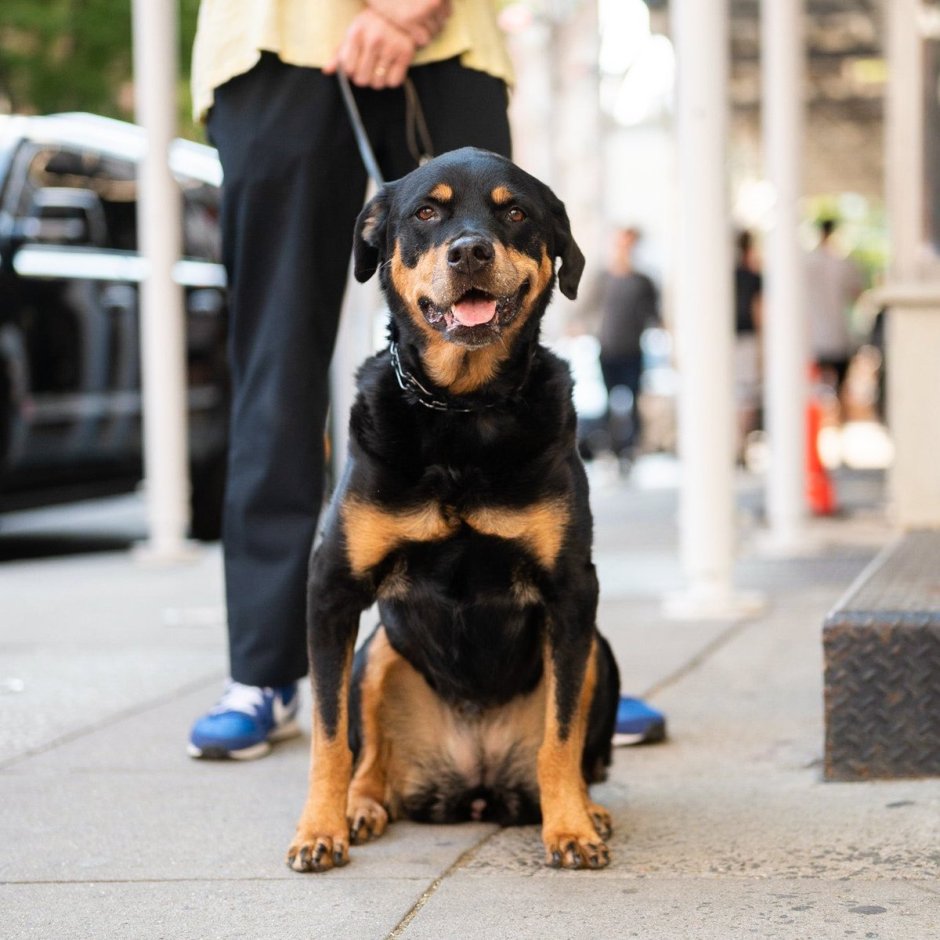 Зимний ротвейлер собака