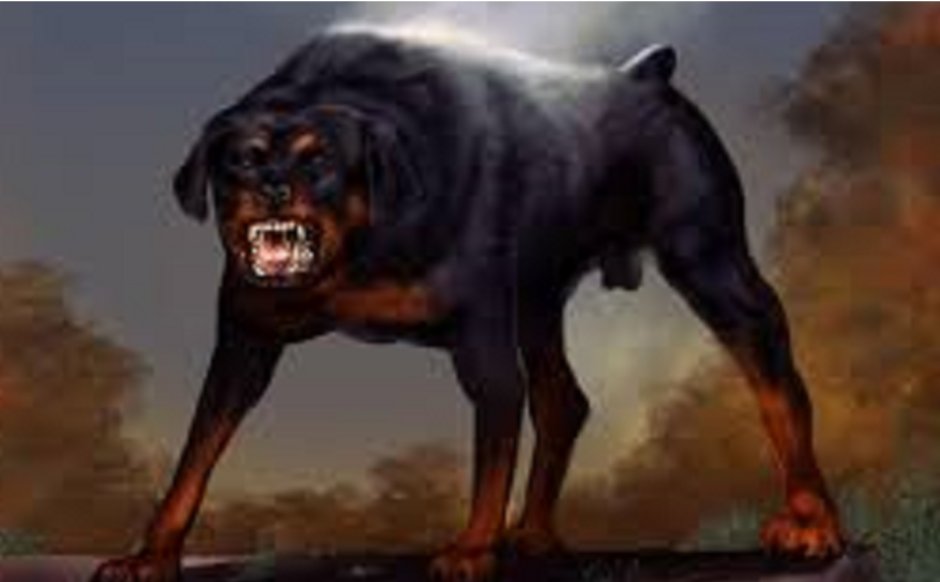 Ротвейлер собака злой