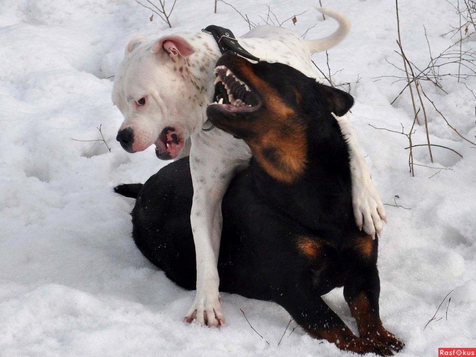 Собака ротвейлер