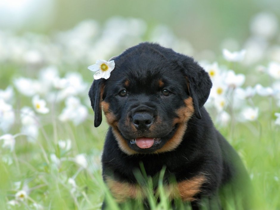 Породы служебных собак ротвейлерерман
