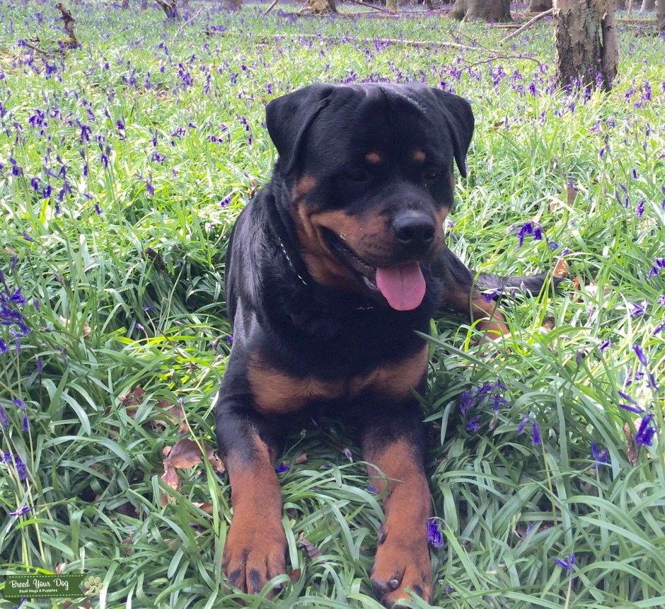 Доберман Стаффорд ротвейлер питбуль