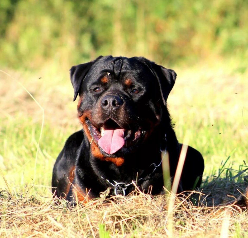 Ротвейлер и дети