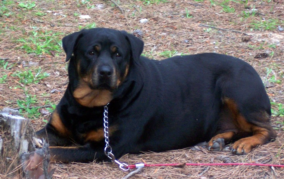 Ротвейлер Бэст