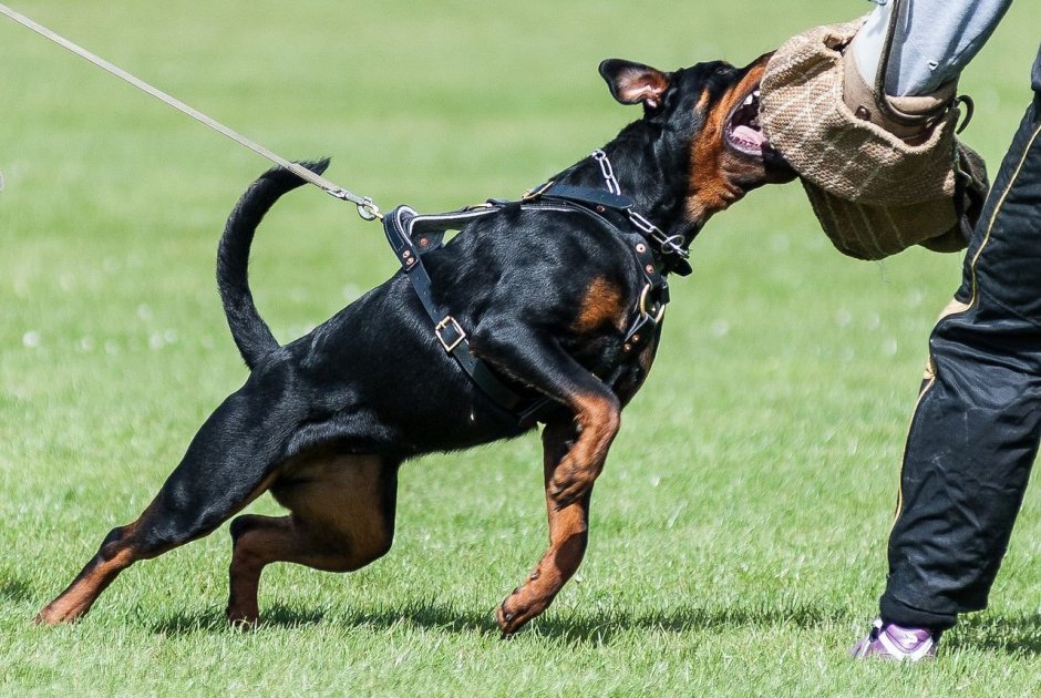 Ротвейлер черный