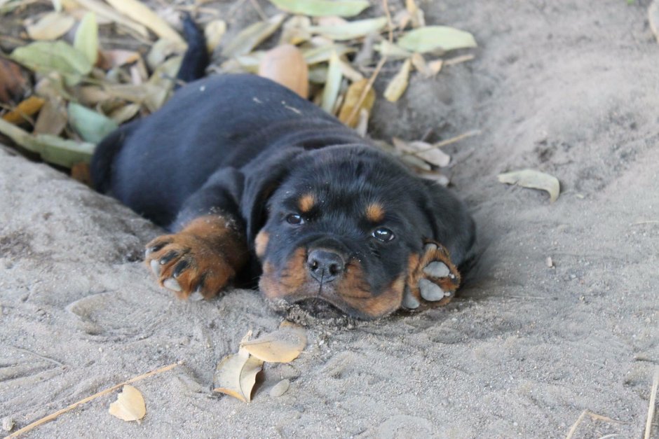 Ротвейлер собака убийца