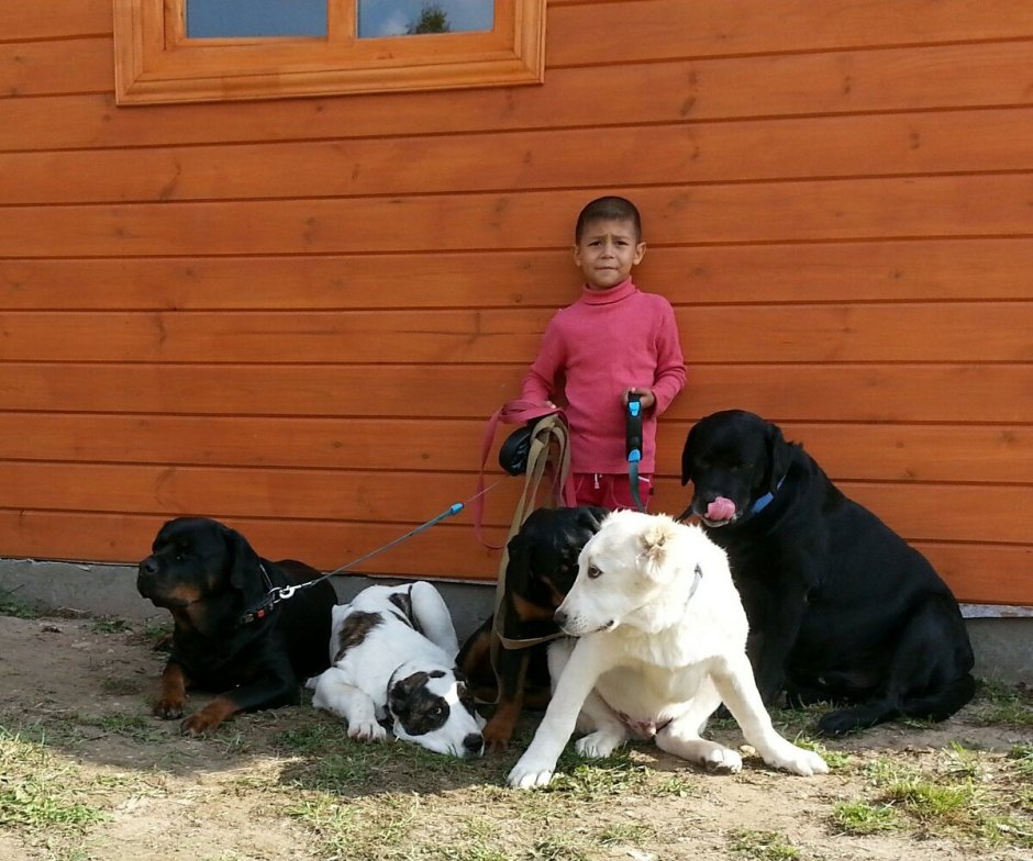 Питбуль альбинос