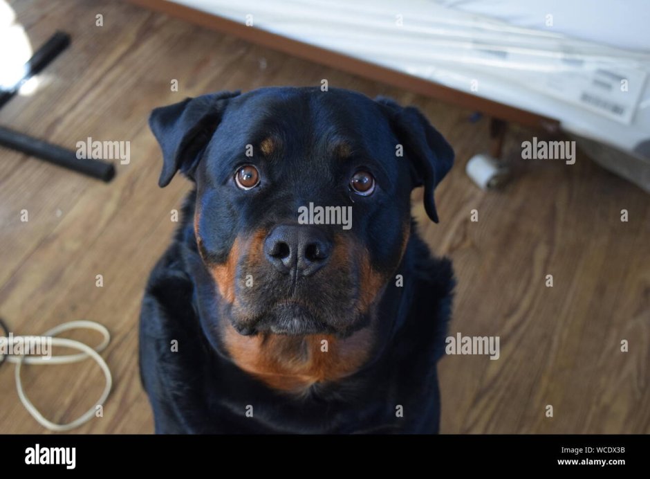 Ротвейлер альбинос