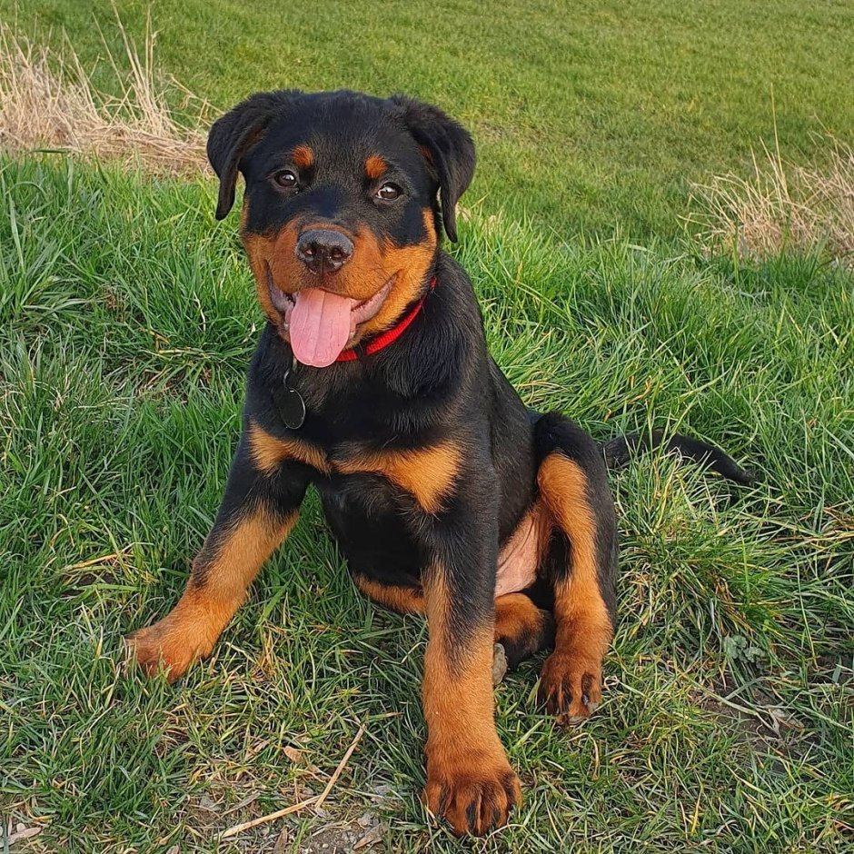 Доберман Айк