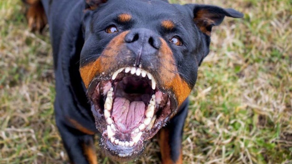 Ротвейлер Мерль