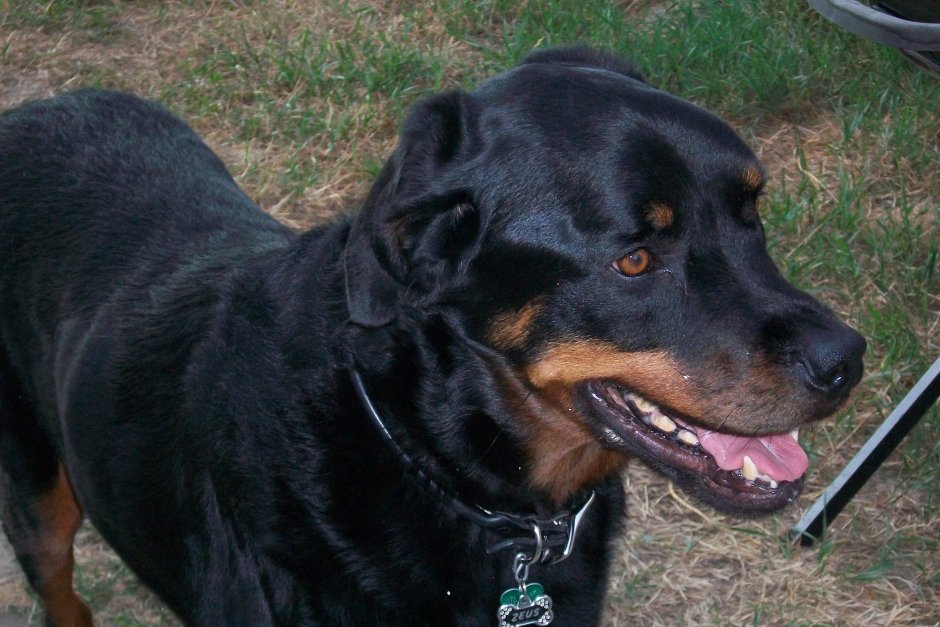 Американский ротвейлер