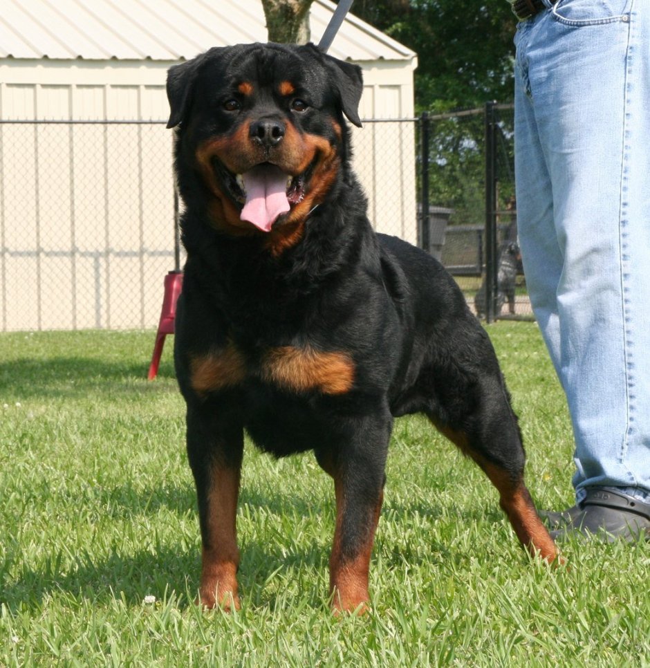 Бойцовские породы собак ротвейлер