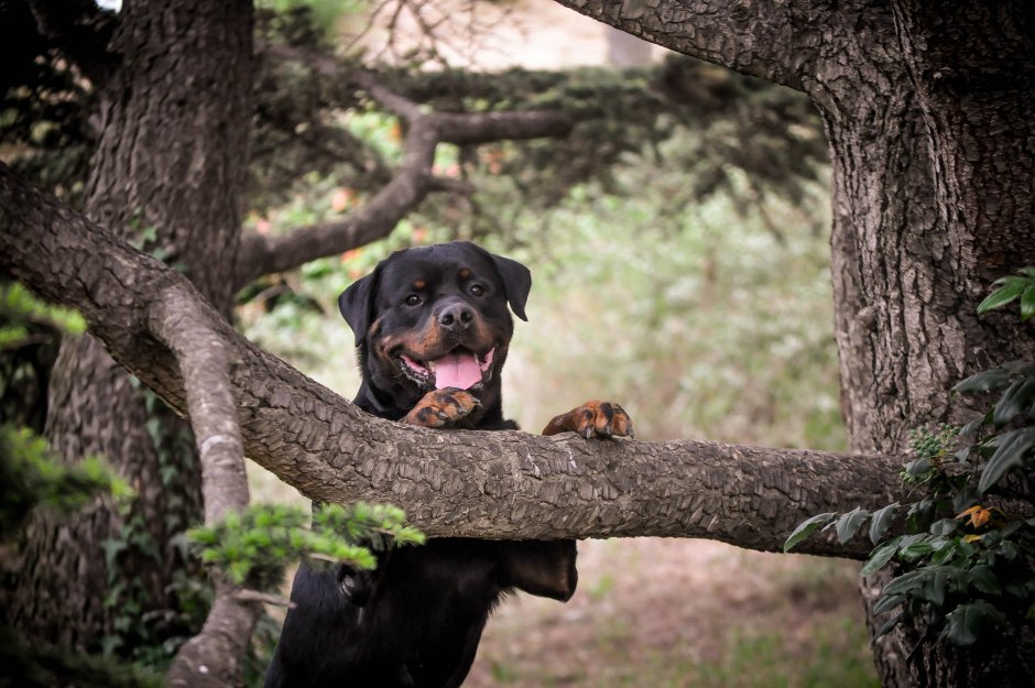Ротвейлер альбинос