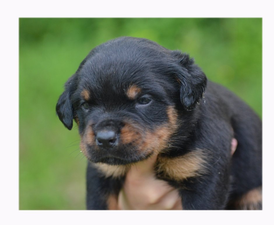 Ротвейлер собака убийца