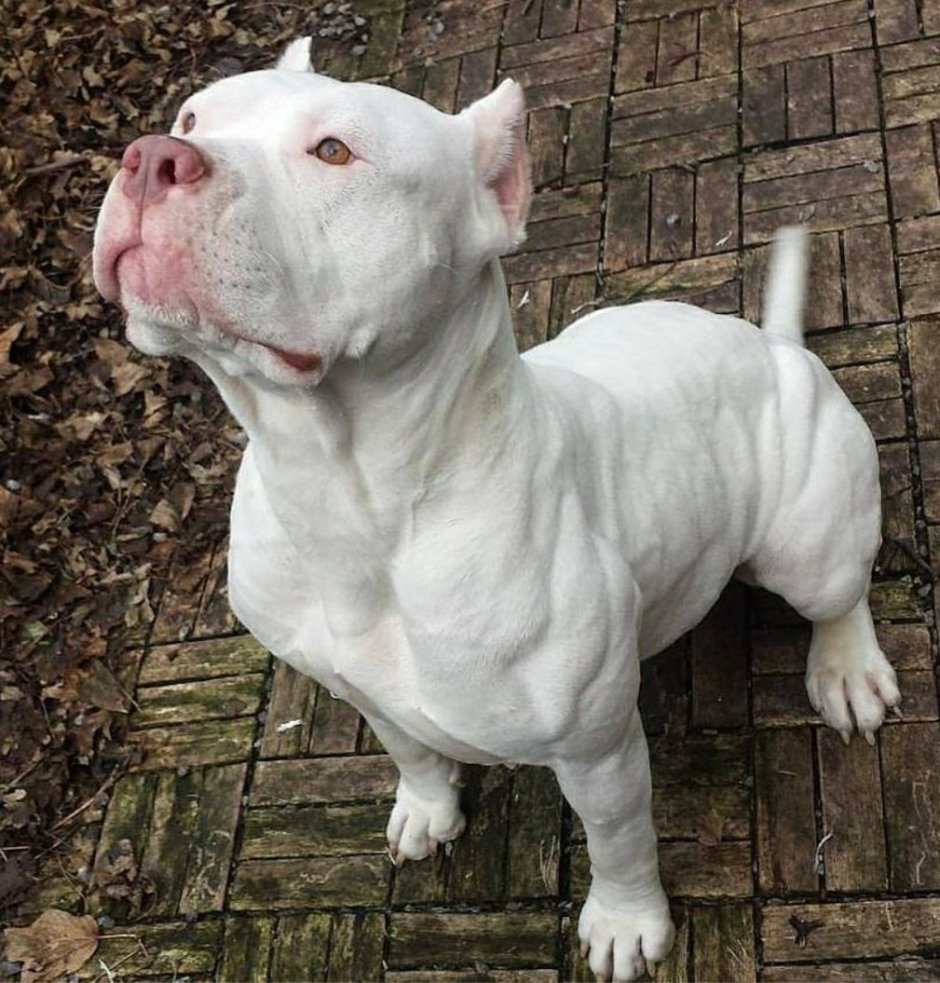 Ротвейлер и питбуль