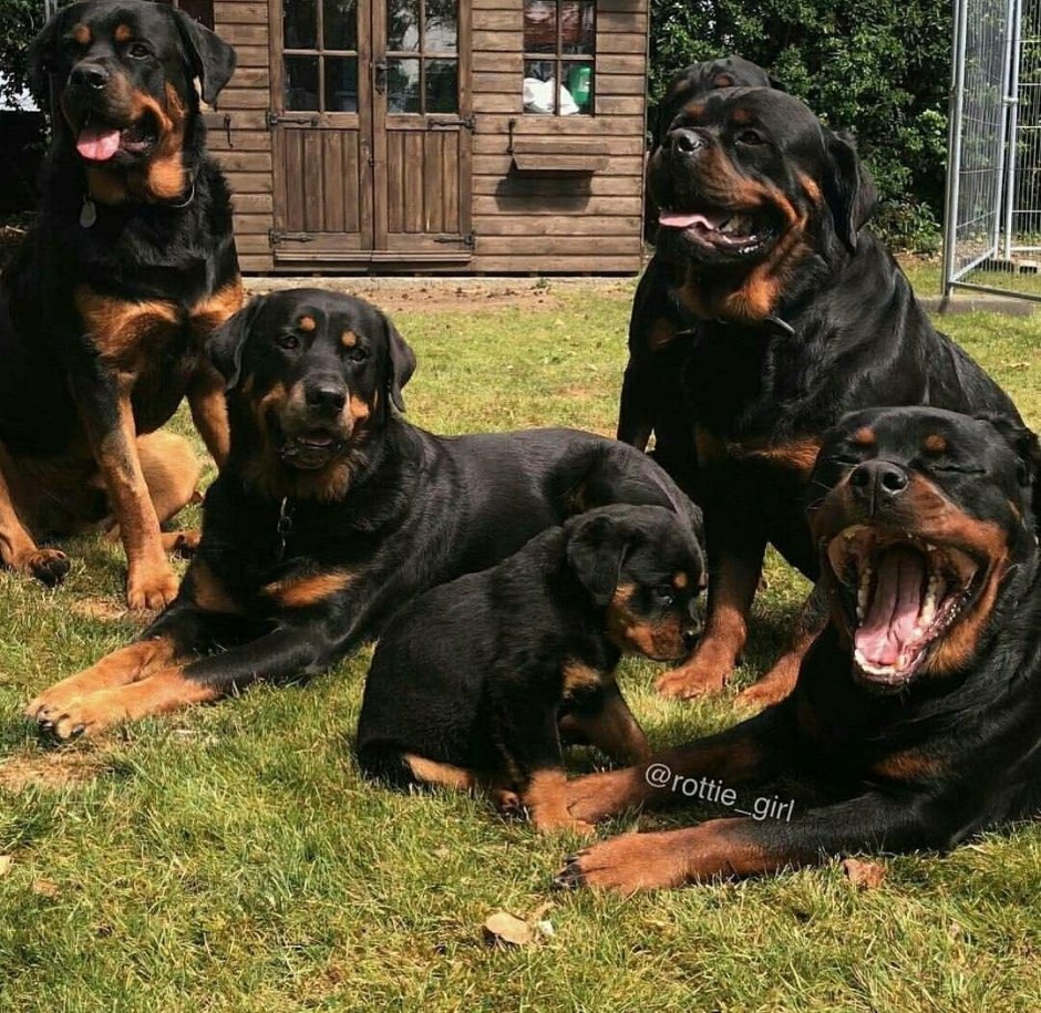 Ротвейлер альбинос